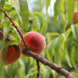 Peaches on branch